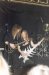 Live Picture 374