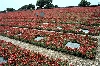 Click here to see the picture (crete230501_02_warcemetery_maleme.jpg)