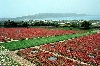 Click here to see the picture (crete230501_03_warcemetery_maleme.jpg)