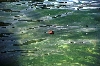 Click here to see the picture (_crete280501_08_lake_kournas_miniturtle.jpg)