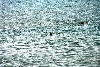 Click here to see the picture (_crete290501_27_almirida_marlies_swimming.jpg)