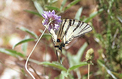 crete030601_02_almirida_butterfly