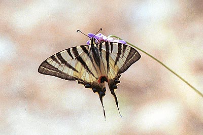 crete030601_05_almirida_butterfly