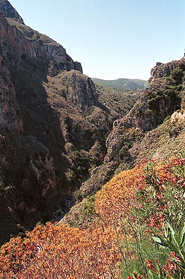 crete040601_03_topolia