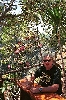 Click here to see the picture (crete040601_04_topolia.jpg)
