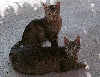 Click here to see the picture (crete040601_24_elafonisi_cats.jpg)