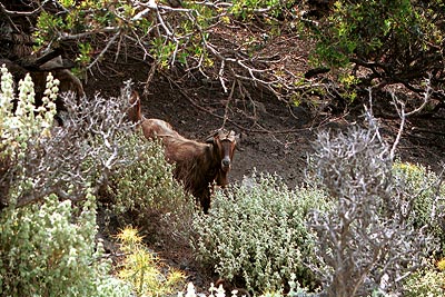 crete040601_37_near_platanos