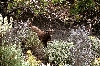 Click here to see the picture (crete040601_37_near_platanos.jpg)