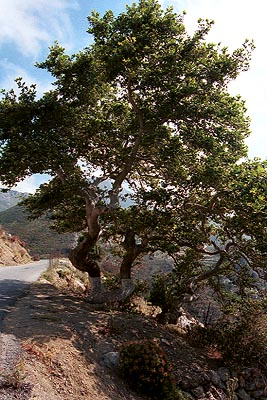 crete040601_41_near_platanos