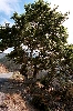 Click here to see the picture (crete040601_41_near_platanos.jpg)
