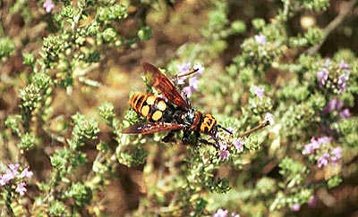 crete070601_06_aptera_bee