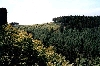 Click here to see the picture (camping0602c_trees.jpg)