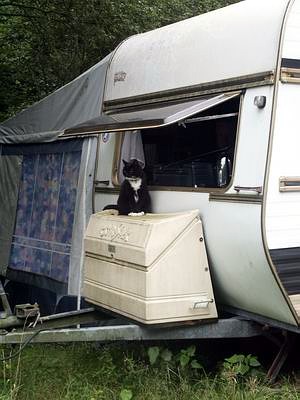 camping0802_robin2