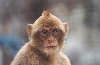 Click here to see the picture (spain240902_08n_monkey_gibraltar.jpg)