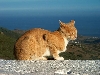 Click here to see the picture (spain270902_09_cat_street_of_gibraltar_viewpoint.jpg)