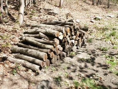 camping0503_01_wood