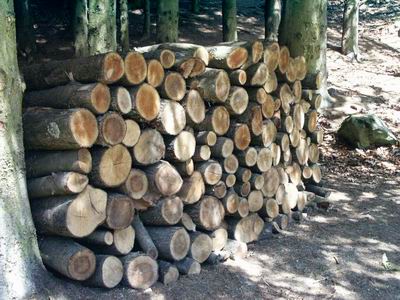 camping0503_03_wood