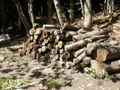 camping0503_04_wood