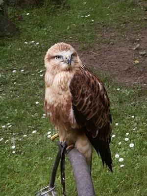 camping0503_49_wildpark_hellenthal