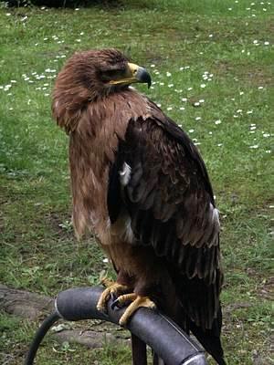 camping0503_50_wildpark_hellenthal