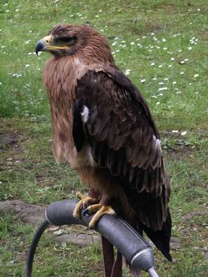 camping0503_51_wildpark_hellenthal