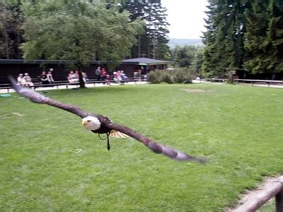 camping0503_56_wildpark_hellenthal