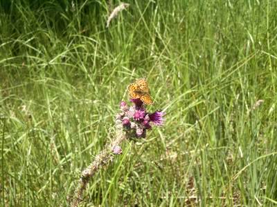camping0603_hohevenn_butterfly