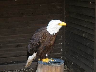 camping0803_07h_wildpark