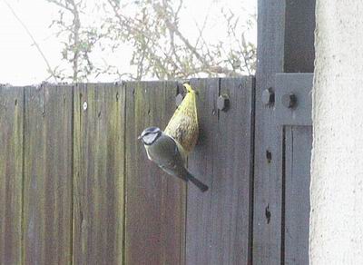 heilbachsee110203_06_bird1