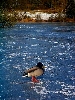 Click here to see the picture (heilbachsee130203_23_gemuendener_maar1.jpg)