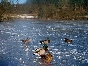 Click here to see the picture (heilbachsee130203_24_gemuendener_maar2.jpg)