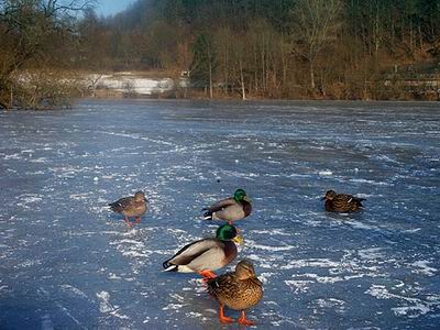 heilbachsee130203_24_gemuendener_maar2