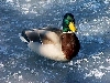 Click here to see the picture (heilbachsee130203_25_gemuendener_maar4.jpg)