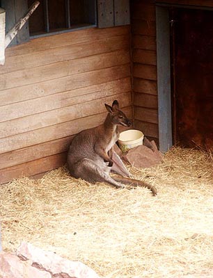 terhorst230803_44_mondoverde_skippy