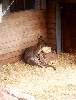 Click here to see the picture (terhorst230803_44_mondoverde_skippy.jpg)