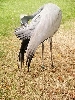 Click here to see the picture (terhorst230803_46_mondoverde_birdsparadise.jpg)