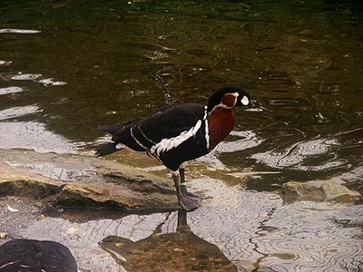 terhorst230803_50_mondoverde_birdsparadise