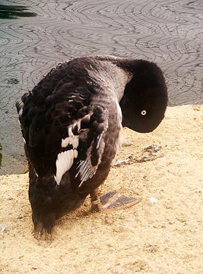 terhorst230803_51_mondoverde_birdsparadise