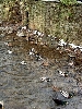 Click here to see the picture (bam310104_10_badmuenstereifel.jpg)