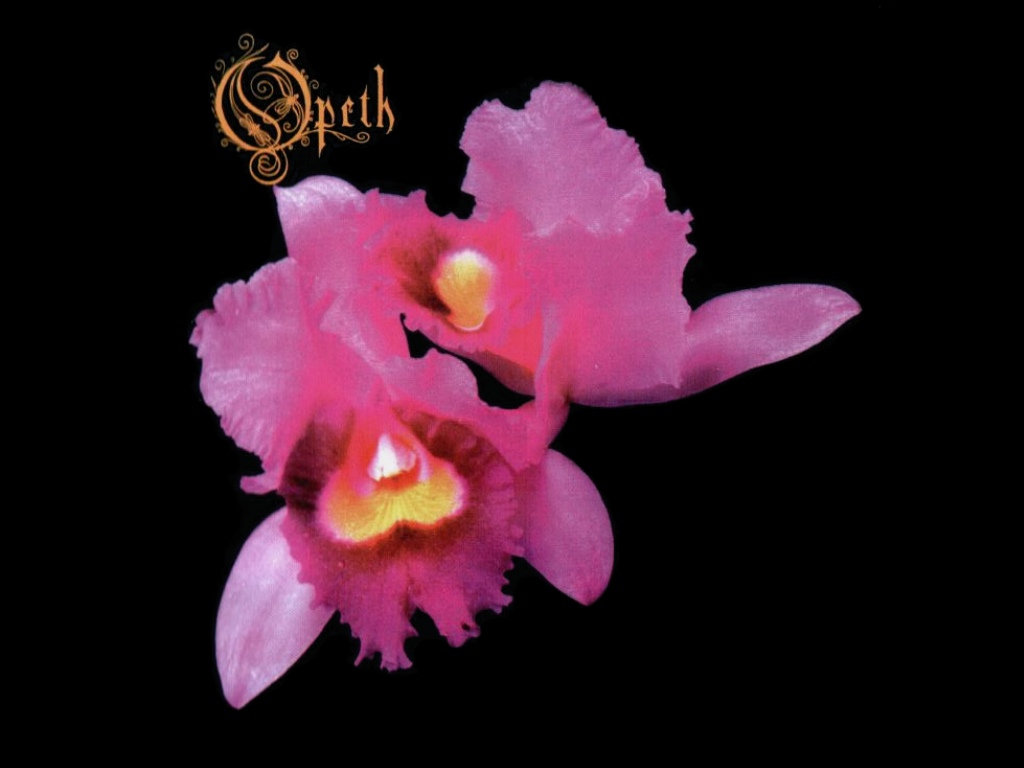 orchid.jpg