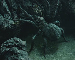 shelob